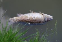 Photo of Гибель рыбы и растений