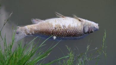 Photo of Гибель рыбы и растений