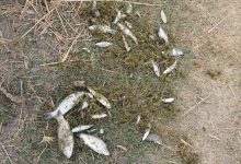 Photo of Отравление воды химикатами