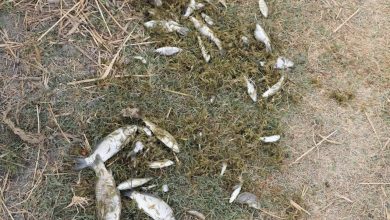 Photo of Отравление воды химикатами