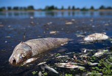 Photo of Вымирание видов водных животных