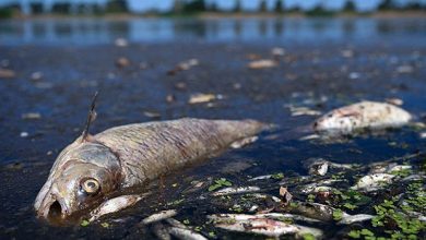 Photo of Вымирание видов водных животных